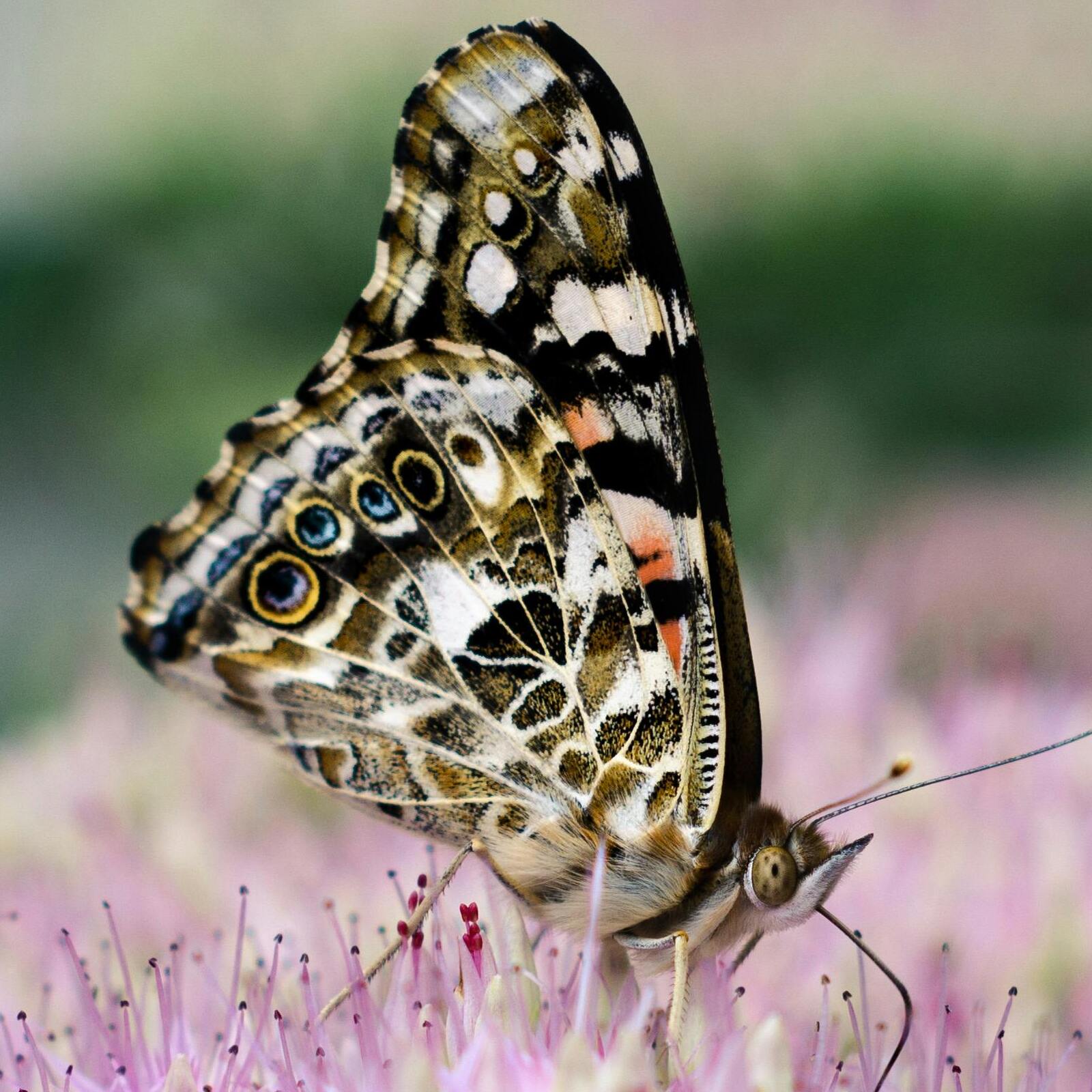 pexels-trevor-749343-3013688 (1)